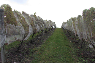 Система плетения для защиты птиц Vineyard Fruit Zone