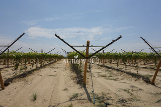 Система решеток для виноградников с открытым фронтом